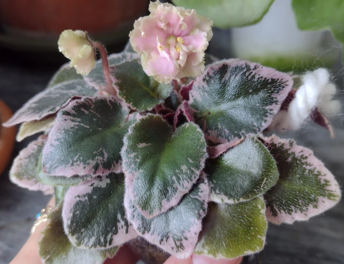 Mini African Violet Unrooted Leaves 2-Pack NL-KNYAGINYA Ol’ga - Fresh Cut Plant Cuttings for Propagation