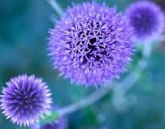 Globe Thistle Seeds, 20 Count, Blue Perennial, Echinops ritro