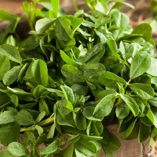 Fenugreek Seeds - 500+ Count - Indian Herb for Planting - Trigonella foenum-graecum - USA South Asian Variety