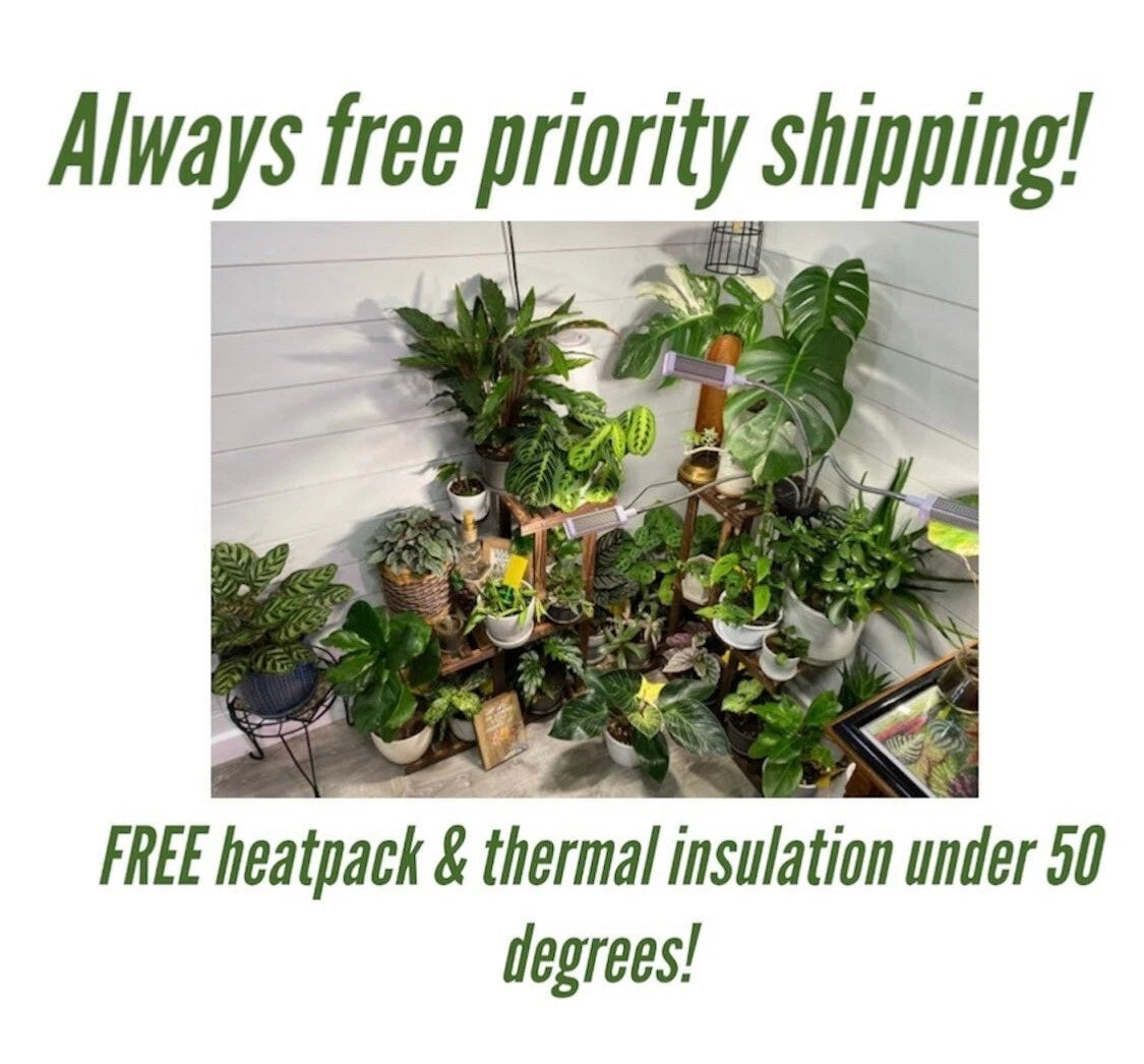 Mystery Plant Cuttings - 10 Pack - Assorted Varieties - Perfect for Plant Lovers - Ideal for Indoor Gardening