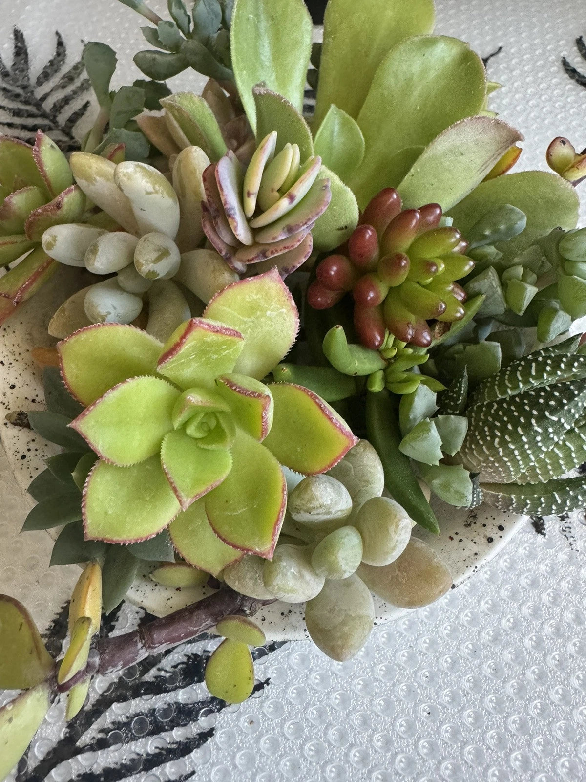 10 Assorted Succulent Cuttings for Dish Garden Terrariums, Mini Fairy Garden Plants, Perfect for DIY Projects