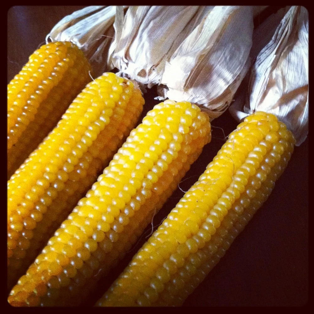 Ladyfinger Popcorn Seeds - Heirloom Variety, Tender & Delicious - 50 Seeds - Zea mays everta