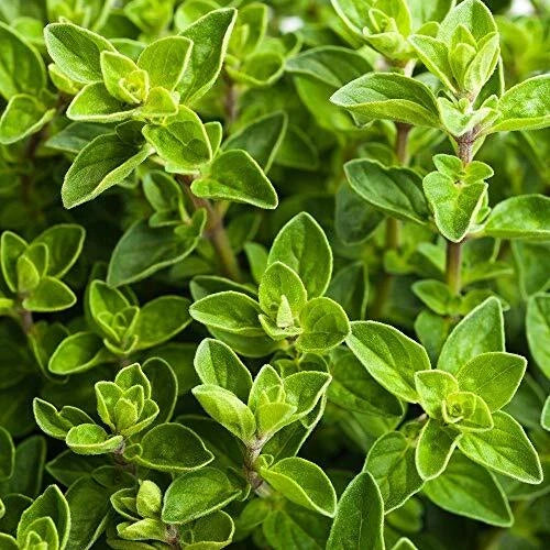 Italian Oregano Seeds 2000+ - Origanum Vulgare Herb Spice for Garden - Non-GMO, USA Grown, FREE SHIPPING