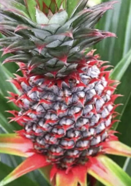 Florida Special Pineapple Plant - 1 Live Starter Plant - Ananas comosus - Tropical Fruit Garden Plant for Home Growers