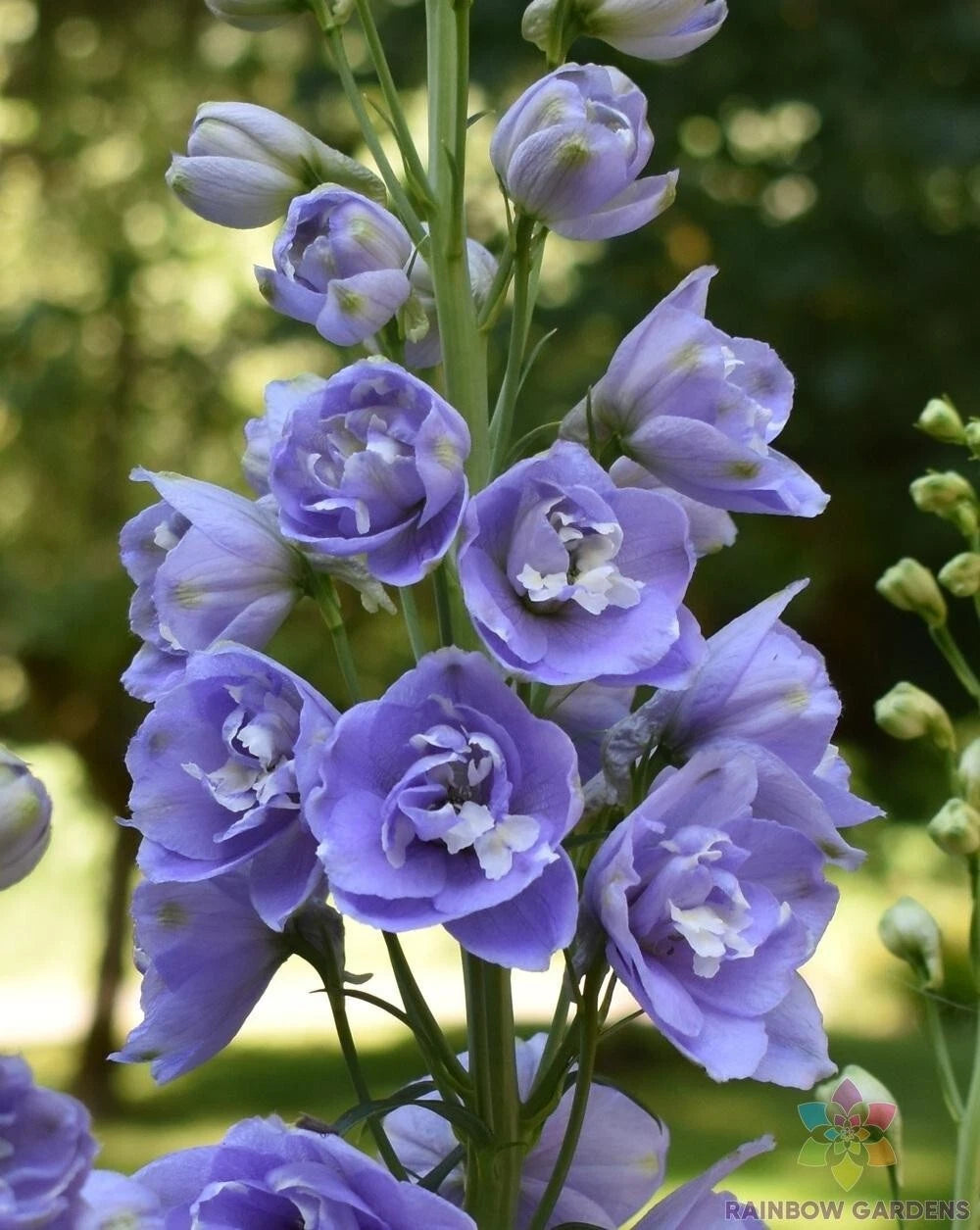 Aurora Lavender Delphinium Seeds - 200+ Seeds for Garden Planting - Delphinium elatum - USA