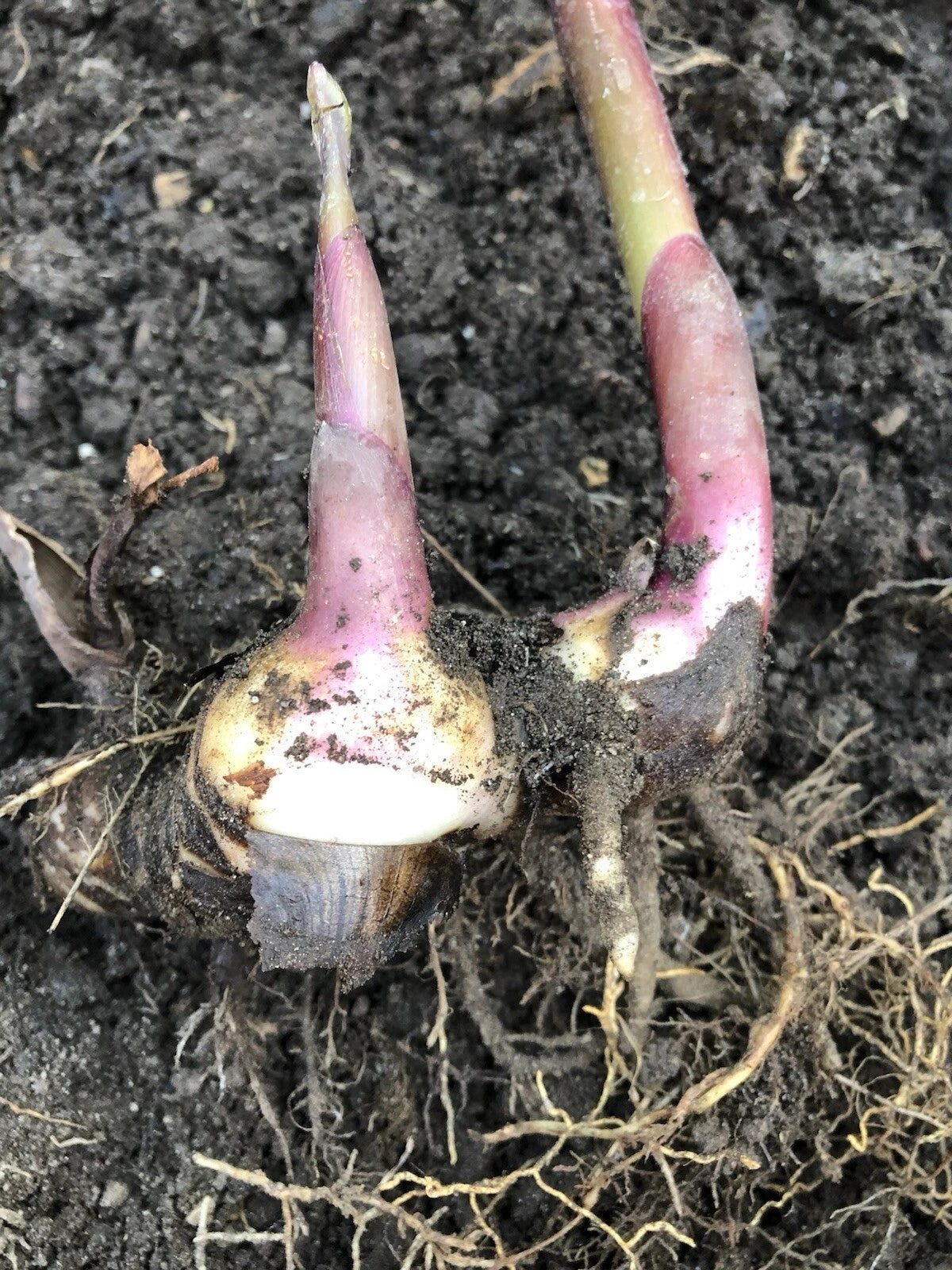 Canna Bulb Edulis Ker Gawl Live Plant - 2 Bare Root Ready to Plant Canna Lily Bulbs