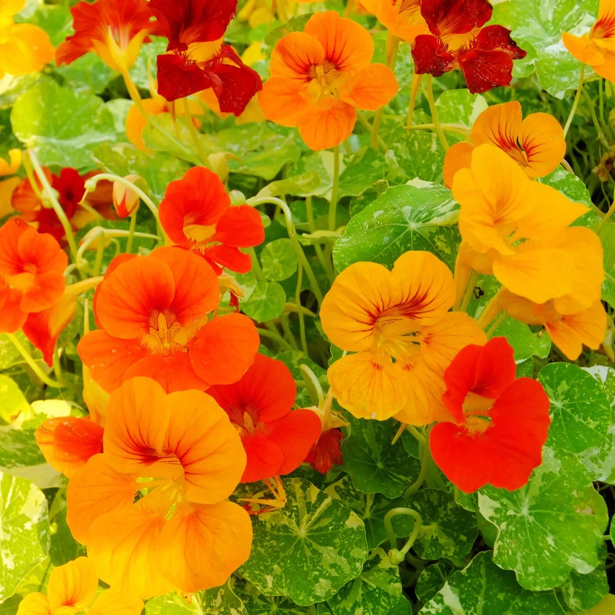 Alaska Nasturtium Seeds - Vibrant Colors, Indian Cress, Monk's Cress - Free Shipping (Tropaeolum majus)