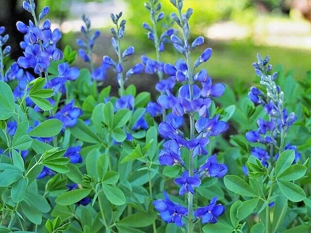 Blue False Indigo Seeds - 50 Pack - Baptisia australis - Super Hardy - Zones 3-10