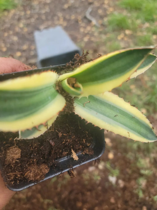 Agave Lophantha Quadricolor Variegated Succulent Plant - Spectacular Variegata, Indoor/Outdoor Decor