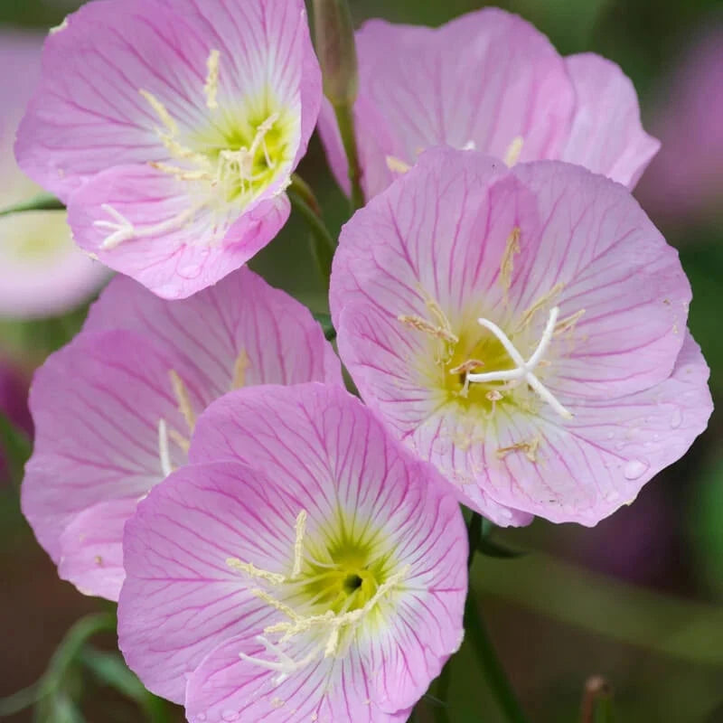 Showy Evening Primrose Seeds | Non-GMO | Oenothera speciosa | Bulk Seed Pack