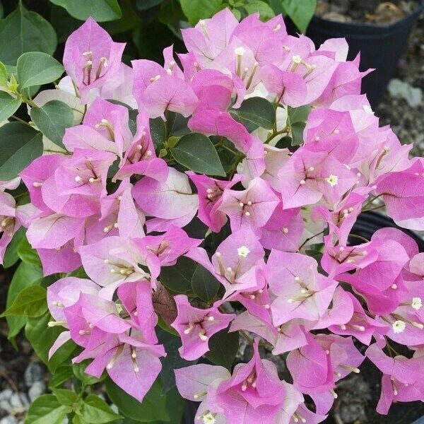 Bougainvillea Starter Plant - Imperial Thai Delight - Small Well Rooted - Rare Tropical Plant