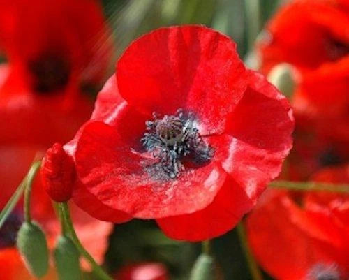 3000 Red Corn Poppy Seeds | Papaver rhoeas | Bulk Flower Seeds for Garden Planting | Free Shipping