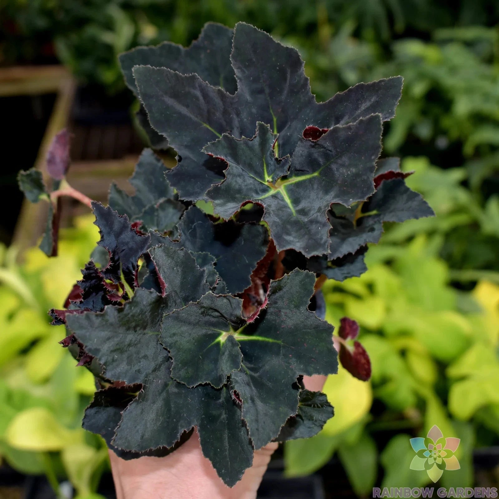 Black Fancy Begonia Seeds - 25+ Count for Garden Planting - Non-GMO, USA Grown - Ideal for Indoor/Outdoor Use