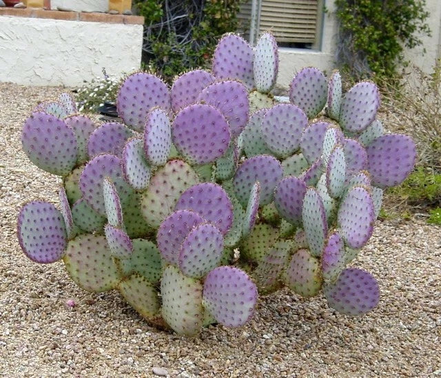 Cactus Cuttings - 3 Santa Rita Purple Prickly Pear - Opuntia spp. - Drought-Tolerant Succulent for Gardens and Indoor Decor