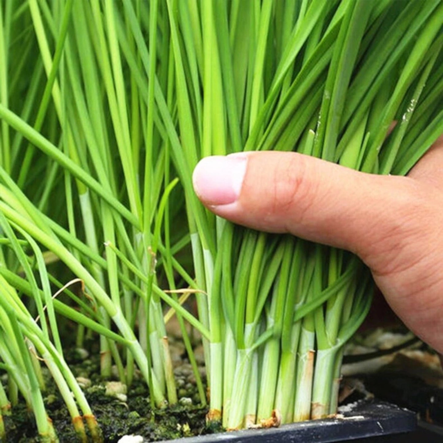 500 Garlic Chive Seeds for Planting - Heirloom Non-GMO Chinese Chives (Allium tuberosum)