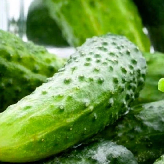 Boston Pickling Cucumber Seeds | NON-GMO Heirloom Seeds | Vegetable Garden Seeds | Cucumis sativus