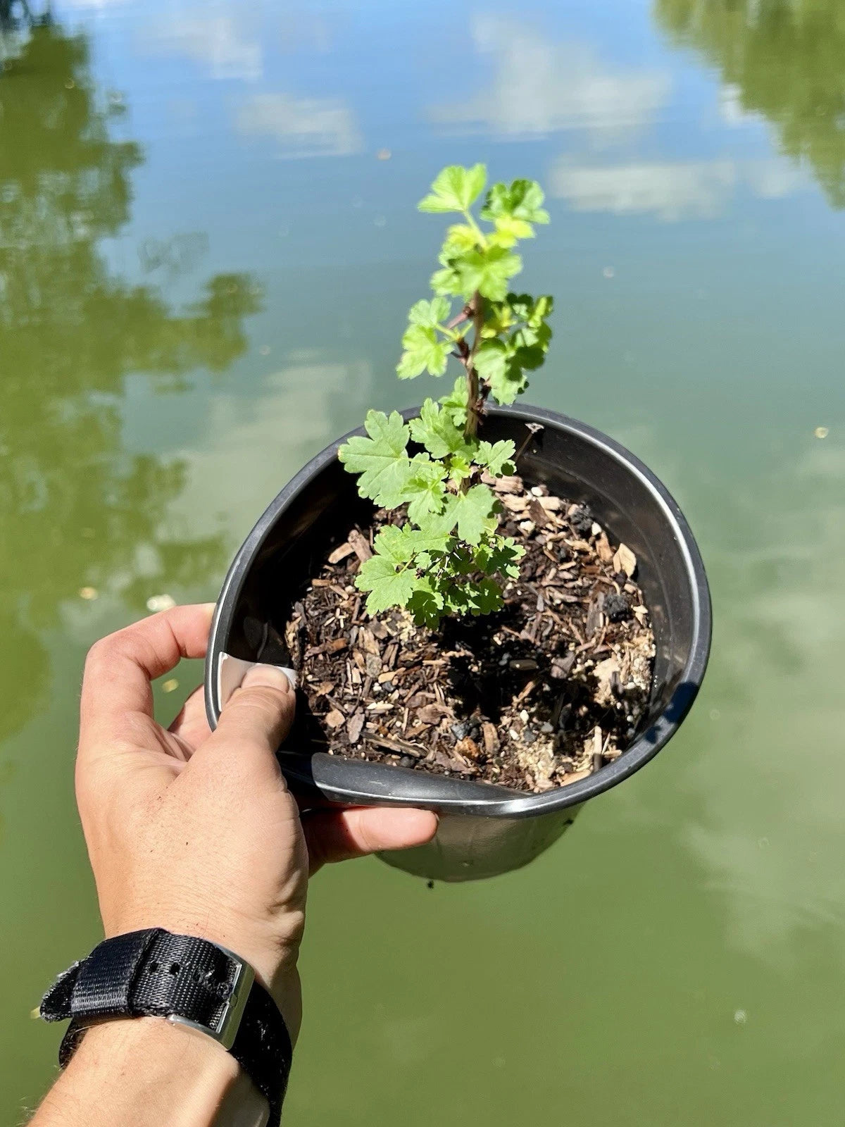 Black Velvet Gooseberry Starter Plant - Well Rooted - Superfood Berry - Ribes nigrum - Hardy in Zones 3-8