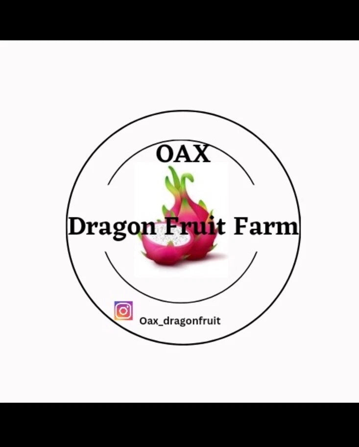 Purple Haze Dragon Fruit Cuttings - Mature Plant Propagation - Hylocereus undatus