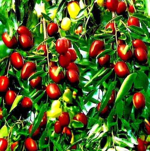 Jujube Fruit Tree Seeds - 10 Pack Red Chinese Date, Indian Plum (Ziziphus jujuba) - Fast Growing, Hardy Superfruit