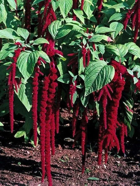 Amaranthus Seeds, 'Love Lies Bleeding' – 35 Seeds, Edible Ornamental Plant, Amaranthus caudatus