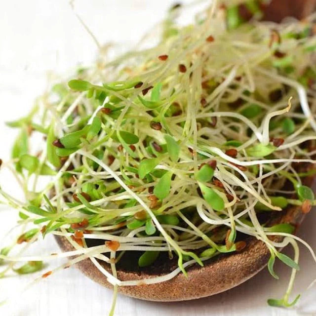 True Alfalfa Seeds - 1000+ Count - Non-GMO Vegetable Seeds for Asian Salad - Medicago sativa