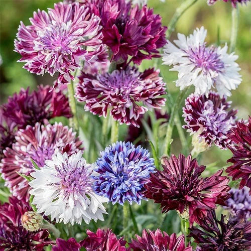 Bachelor's Button Seeds - 50 Classic Mix Annual Flower Seeds - Centaurea cyanus - USA Grown