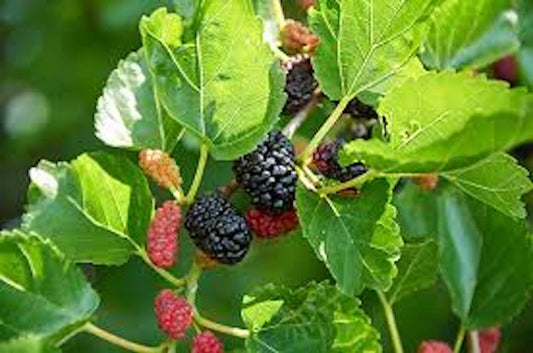 5 Red Mulberry Trees 12-24in Tall Bare Root Morus rubra Edible Fruit Trees for Planting