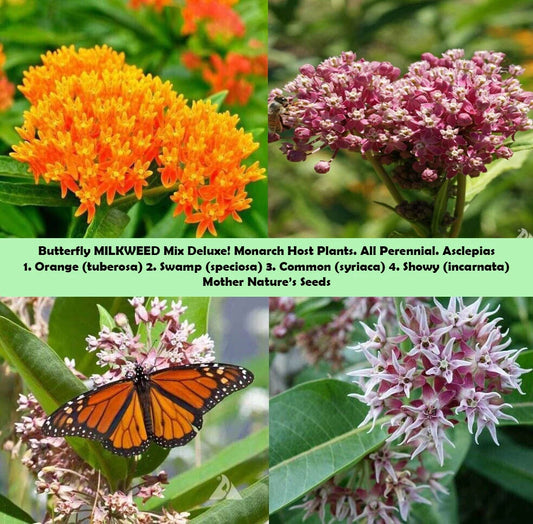 Milkweed Mix Deluxe Seeds - 100 Non-GMO Perennial Monarch Butterfly Host Plant - Asclepias spp.