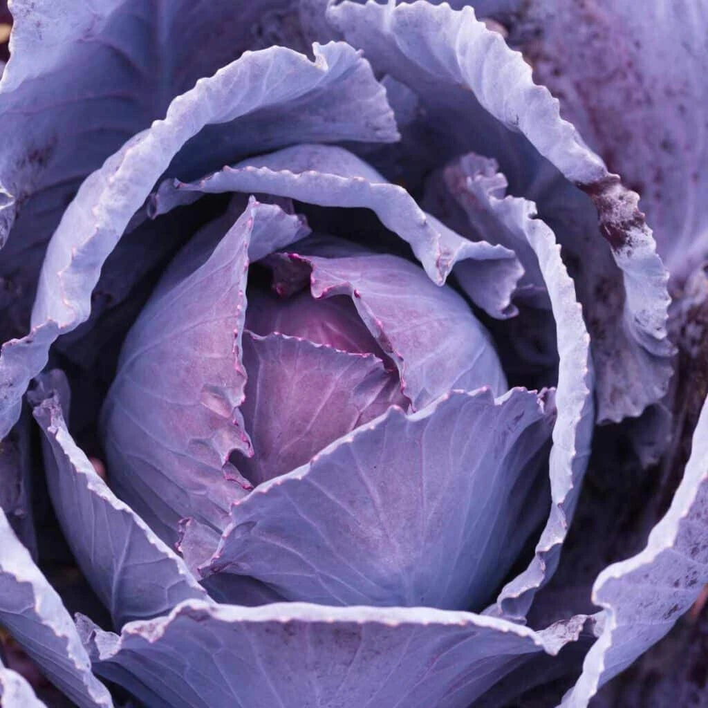 Cabbage Seeds - 500+ Count - Deadon Variety - Brassica oleracea - Perfect for Garden Planting, USA Grown, Free Shipping