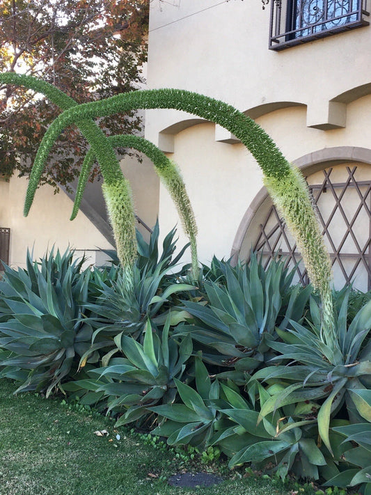 Agave Attenuata Fox Tail Succulent Plant 6"-8" Tropical Drought Tolerant Cactus
