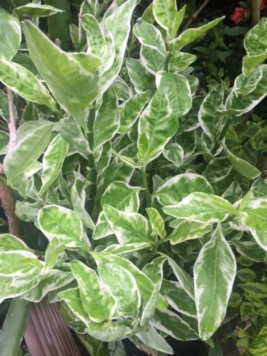 Devil's Backbone Cuttings - 9 Cuttings + 1 Rooted Cutting - Euphorbia tithymaloides variegata