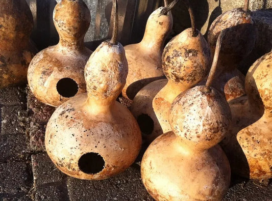 50 Heirloom Martin Birdhouse Gourd Seeds, Non-GMO, Free Shipping, Ideal for Birdhouses, Lagenaria siceraria