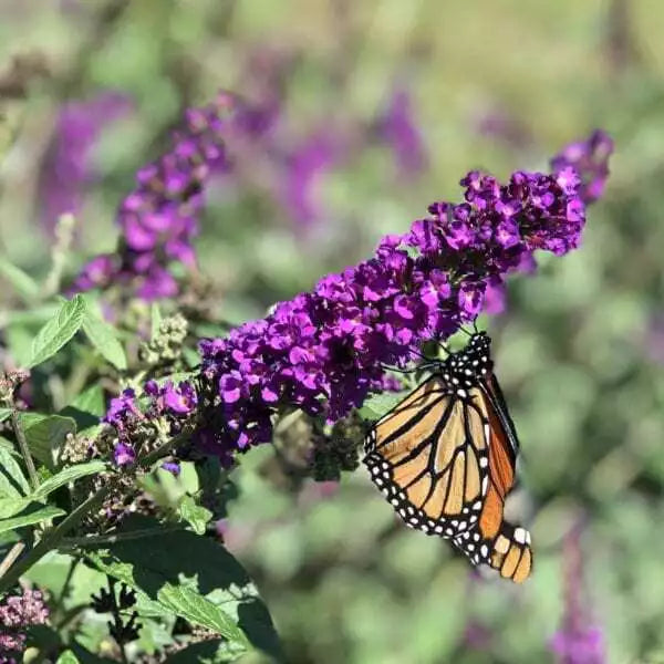 Buddleja Davidii Buzz Butterfly Bush Live Plant, Healthy Fully Rooted, Vibrant Flowering Shrub for Gardens