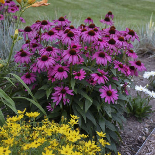 50 Purple Coneflower Seeds - Echinacea Purpurea - Perennial Flower Seeds - Fast Shipping from US Seller