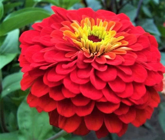 Cherry Queen Zinnia Seeds - NON-GMO - 100+ Seeds - Bright Red Flowers - Zinnia elegans