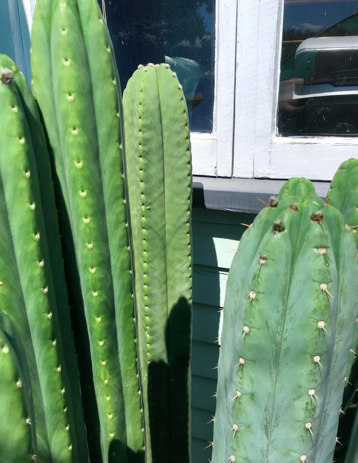 Cactus Cuttings 14"-18" Variety with Freebies - Succulent Plant Cuttings (Cactaceae)