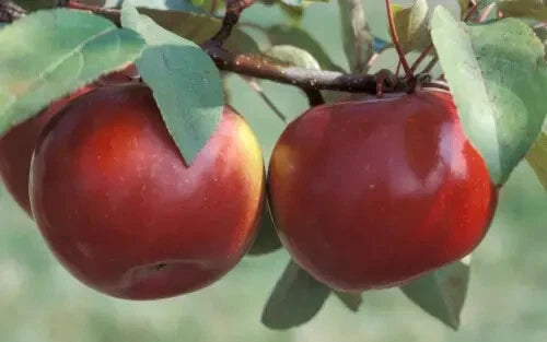 Snow Sweet Apple Seeds - 25+ Count - Heirloom Variety - Malus domestica - Perfect for Home Garden Planting, USA