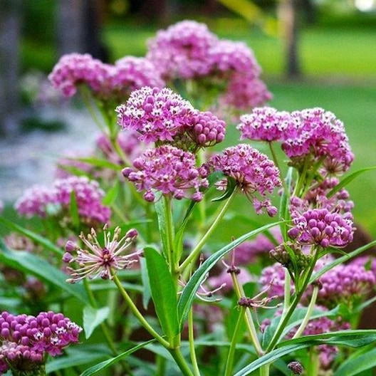 Milkweed Seeds - 50 Swamp Carmine Perennial Asclepias for Monarch Butterfly Habitat