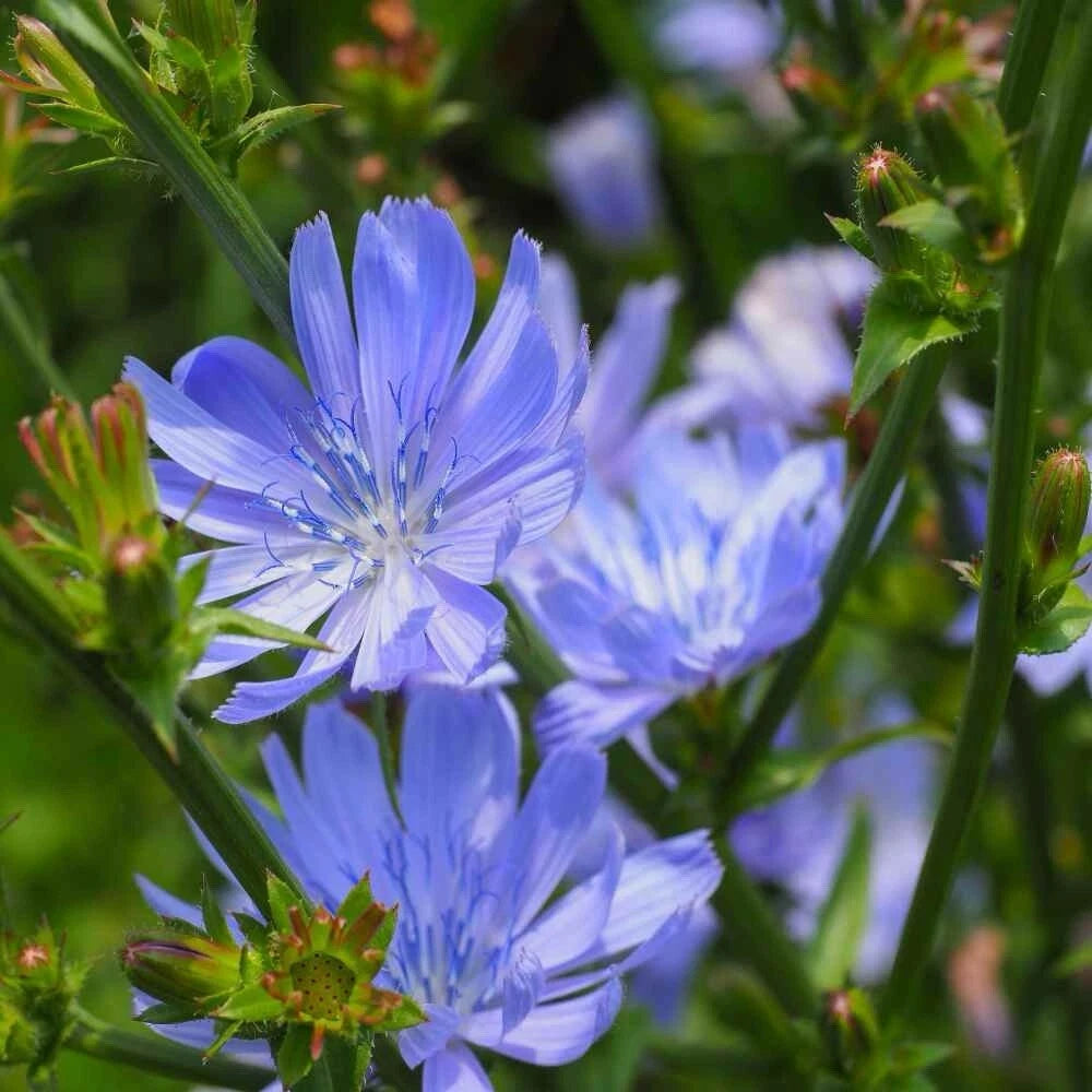 Chicory Seeds - 1000+ Blue Dandelion | Coffeeweed - Cichorium intybus - Succory US