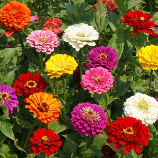 California Giants Zinnia Seeds - 100+ Pack for Garden Planting - Colorful Blooms - Zinnia elegans - USA