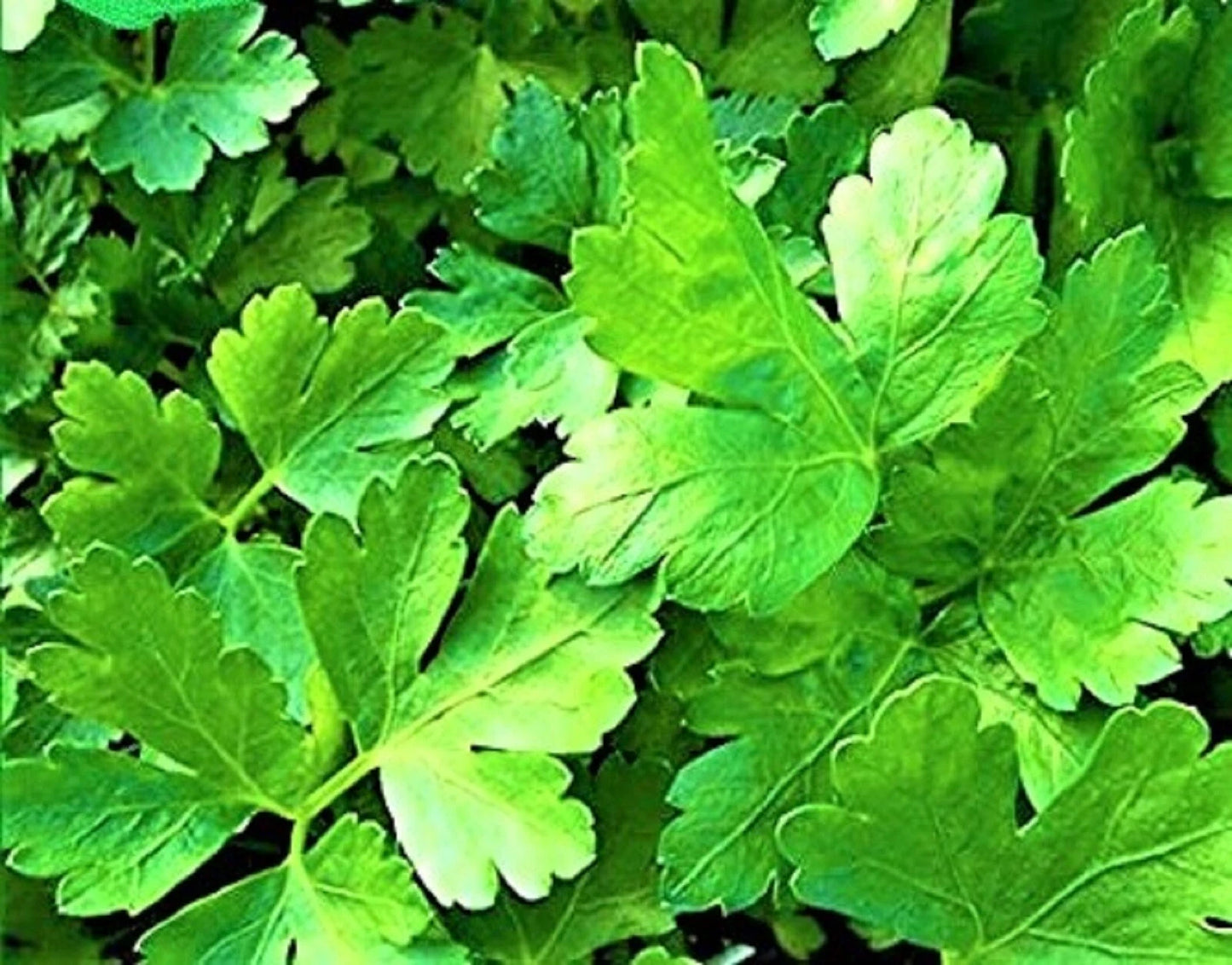 Italian Parsley Seeds 300+ Non-GMO Organic Herb Seeds Petroselinum crispum
