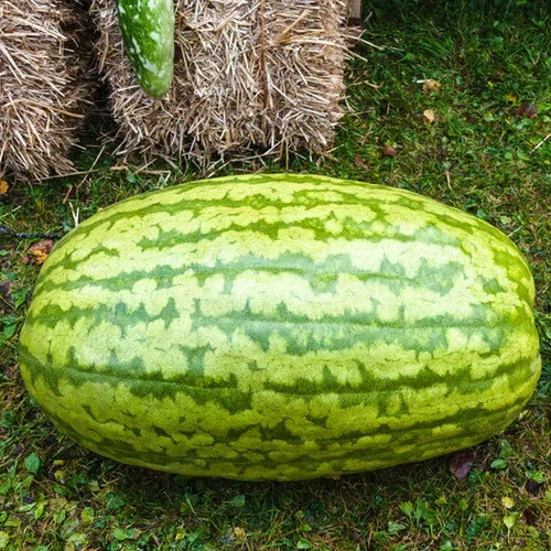 Carolina Cross Watermelon Seeds - 50+ Pack for Garden Planting - Citrullus lanatus - USA Grown