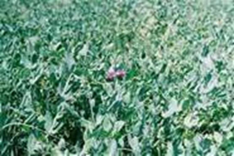 Austrian Winter Pea Seeds 5 Lb, Pisum sativum, Cover Crop, Green Manure, Soil Improvement