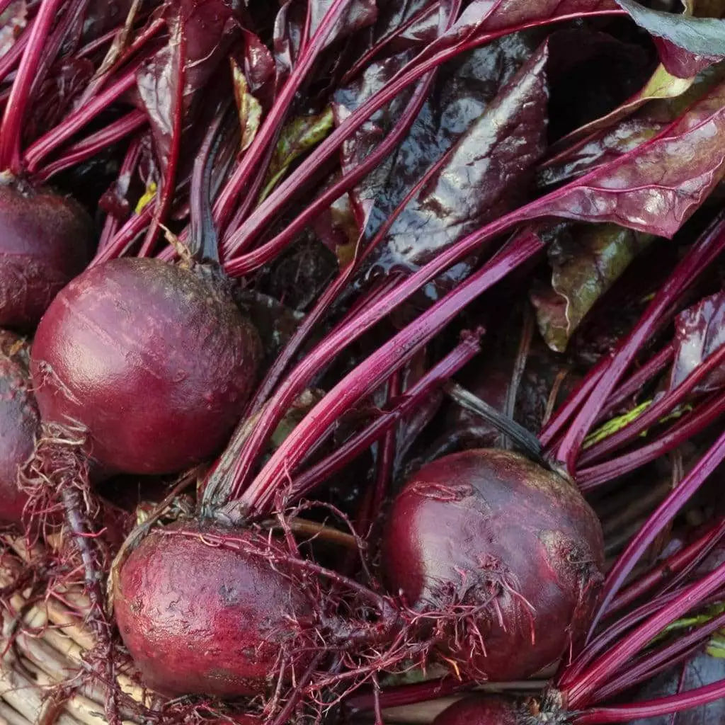 Bull's Blood Beet Seeds - Deep Burgundy Greens - NON-GMO Heirloom - Beta vulgaris