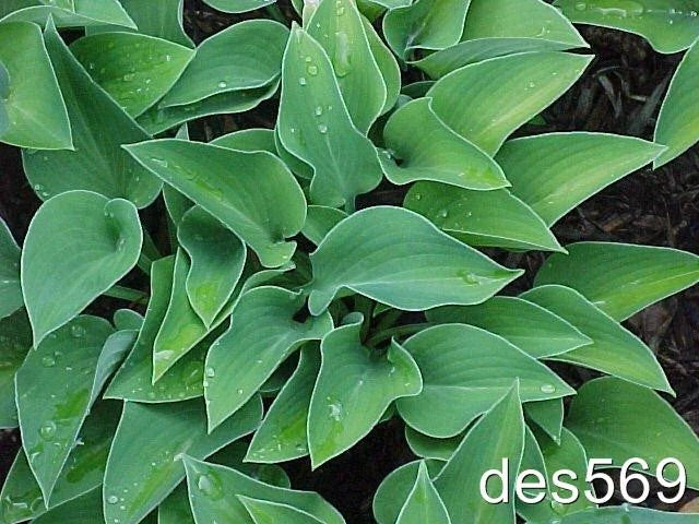 Dwarf Hosta Plants 10 Pack - Blue Cadet - Award Winning Hosta (Hosta 'Blue Cadet') - Live Plants for Garden or Landscape