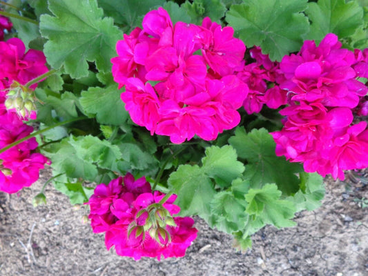Magenta Geranium Live Plant Starter Cuttings - 3x6" Fresh Cuttings (Pelargonium)