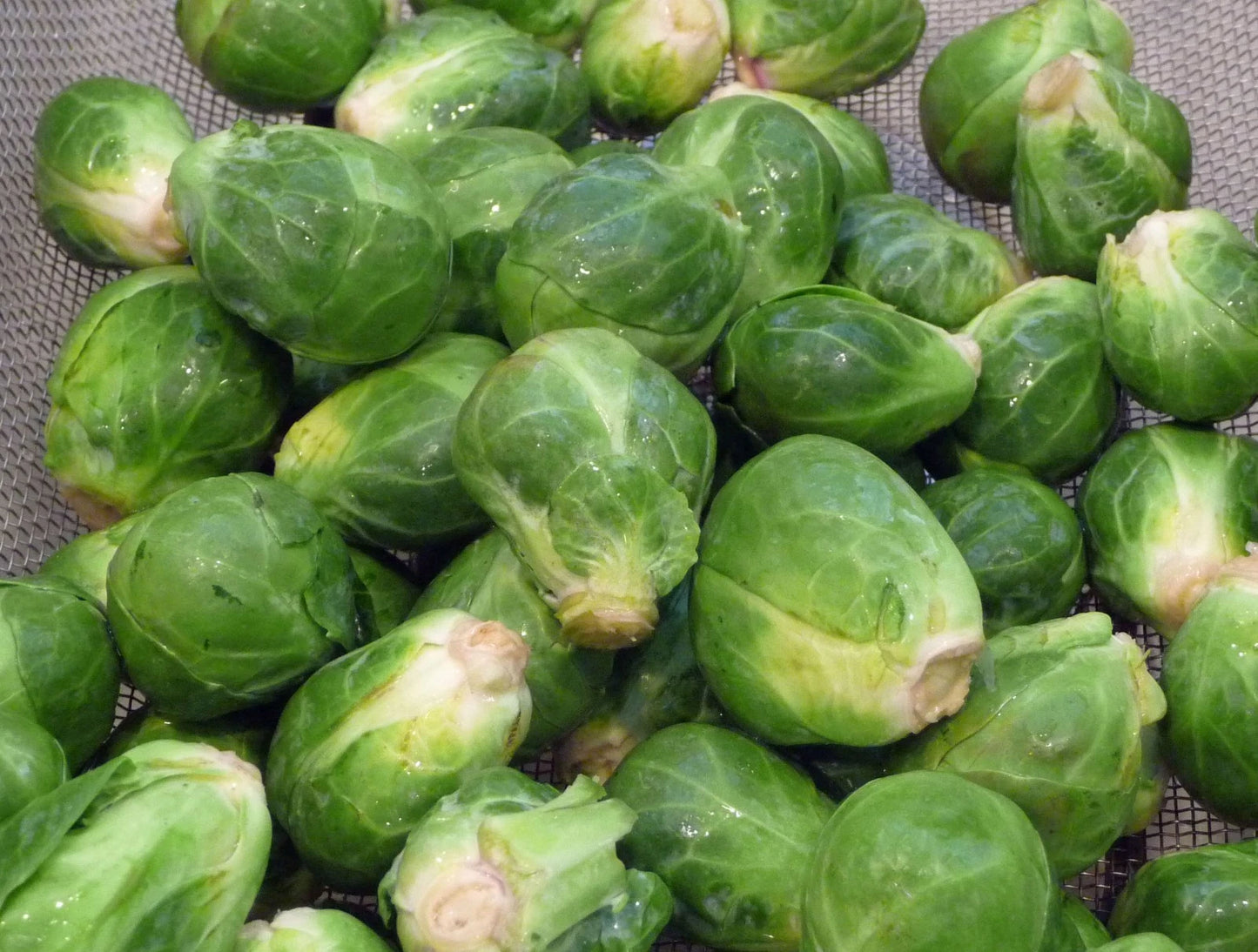 Brussel Sprouts Seeds - Long Island Improved Variety - Fresh Seed for Home Gardening - Brassica oleracea