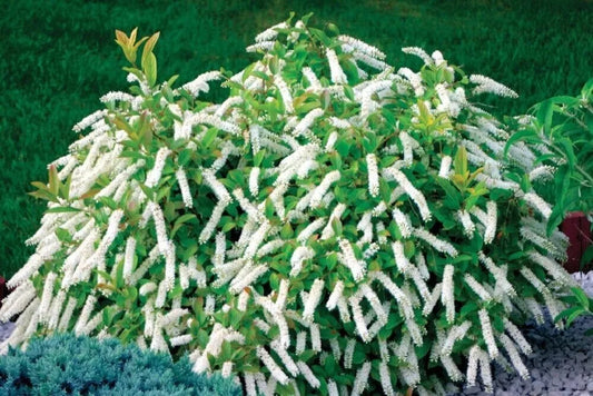 Itea virginica 'Little Henry' Cuttings - 3 Fragrant Hummingbird Plants - 6-8" Long