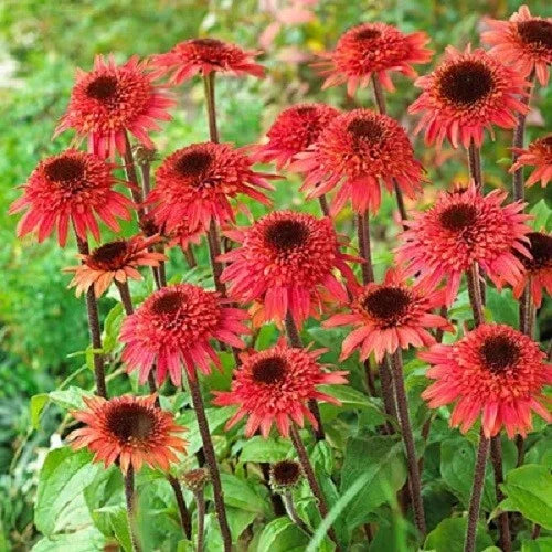 50 Raspberry Delight Coneflower Seeds | Echinacea Purpurea | Perennial Flowers for Garden | USA Grown