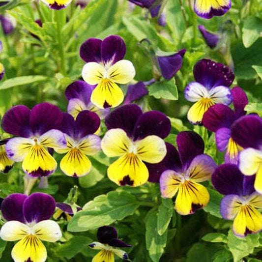 Johnny Jump Up Viola Seeds 300+ Violet Cornuta Tricolor - Colorful Flower Seeds for Garden Planting, USA Free Shipping